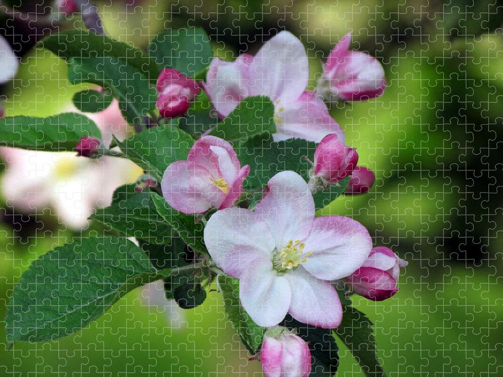 Door County Jigsaw Puzzle featuring the photograph Door County Apple Blossoms by David T Wilkinson