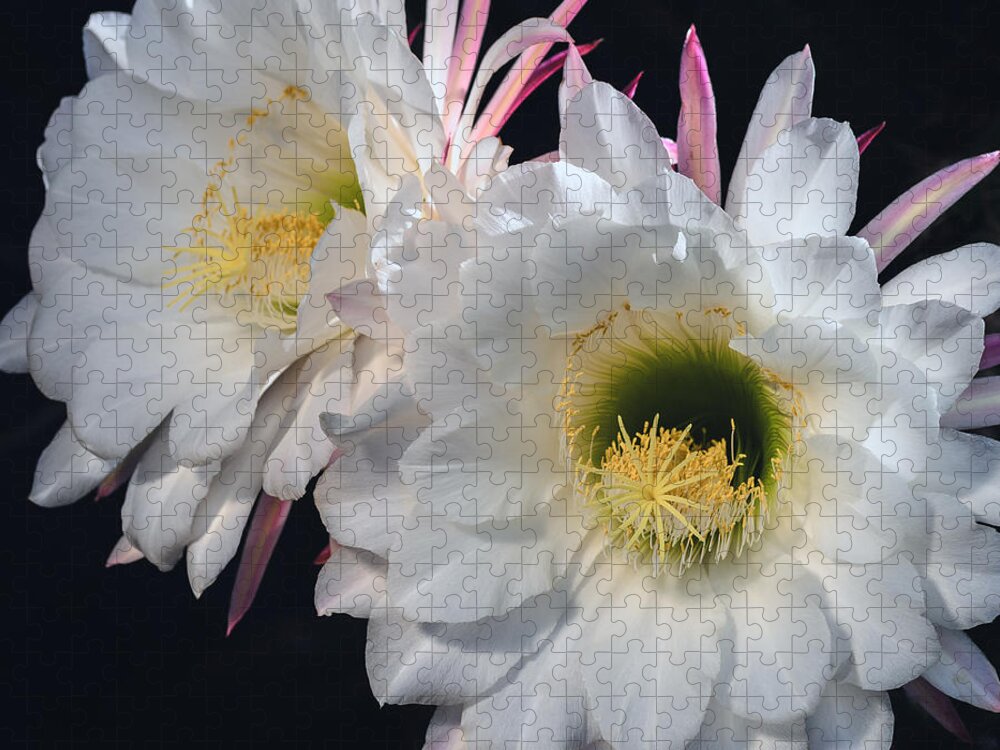 Echinopsis Candican Jigsaw Puzzle featuring the photograph Double Illumination by Tamara Becker