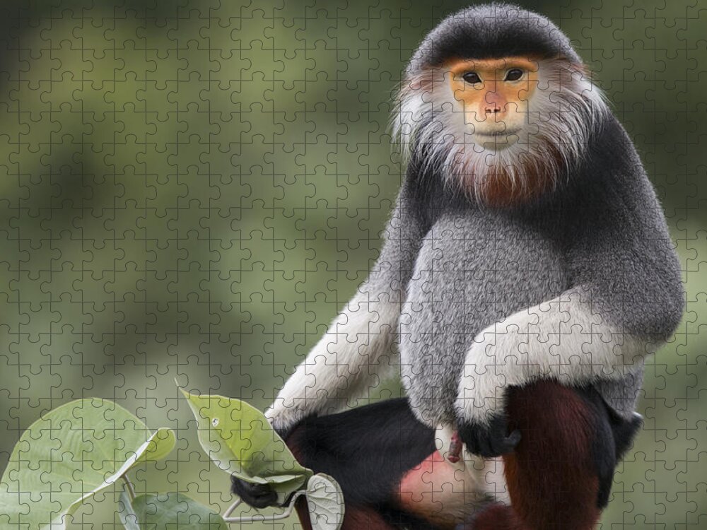 Cyril Ruoso Jigsaw Puzzle featuring the photograph Douc Langur Male Vietnam by Cyril Ruoso