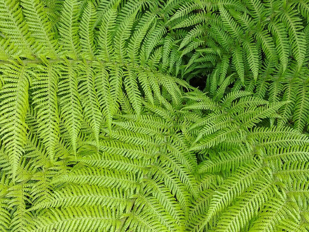 Fern Jigsaw Puzzle featuring the photograph Down the Fernhole by Georgette Grossman
