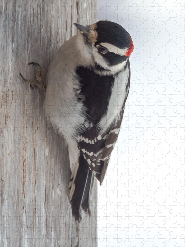Downy Jigsaw Puzzle featuring the photograph Downy Woodpecker by Holden The Moment