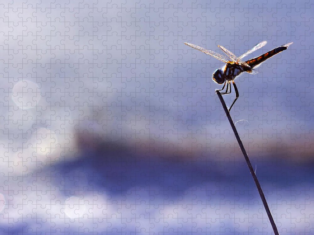 Dragonfly Jigsaw Puzzle featuring the photograph Dragonfly Blue by Laura Fasulo