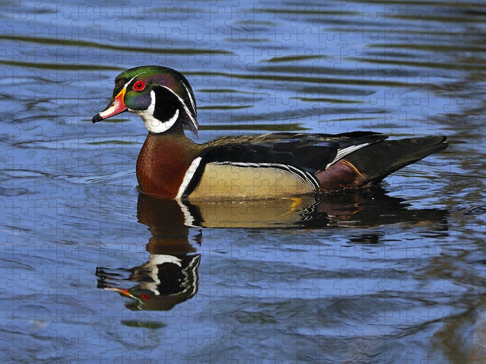 Wood Duck Jigsaw Puzzle featuring the photograph Drake Wood Duck by Tony Beck