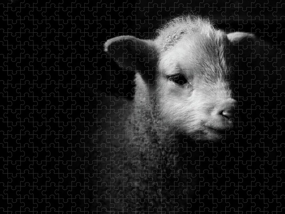 Animal Themes Jigsaw Puzzle featuring the photograph Dramatic Lamb Black & White by Michael Neil O'donnell