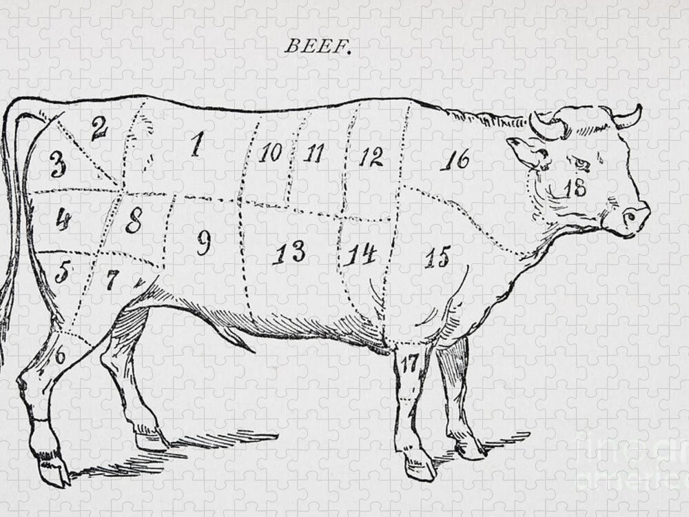 Le Boeuf; Cow; Cut; Joint; Food; Animal; Butchering; Butchery; Meat; Food Preparation; Kitchen; Beef; Bull; Cuts; Joints; Diagram; Poster; Iconic; Farm Animal; Livestock; Bullock; Illustration; Monochrome; Culinary Jigsaw Puzzle featuring the drawing Drawing of a bullock marked to show eighteen different cuts of meat by English School