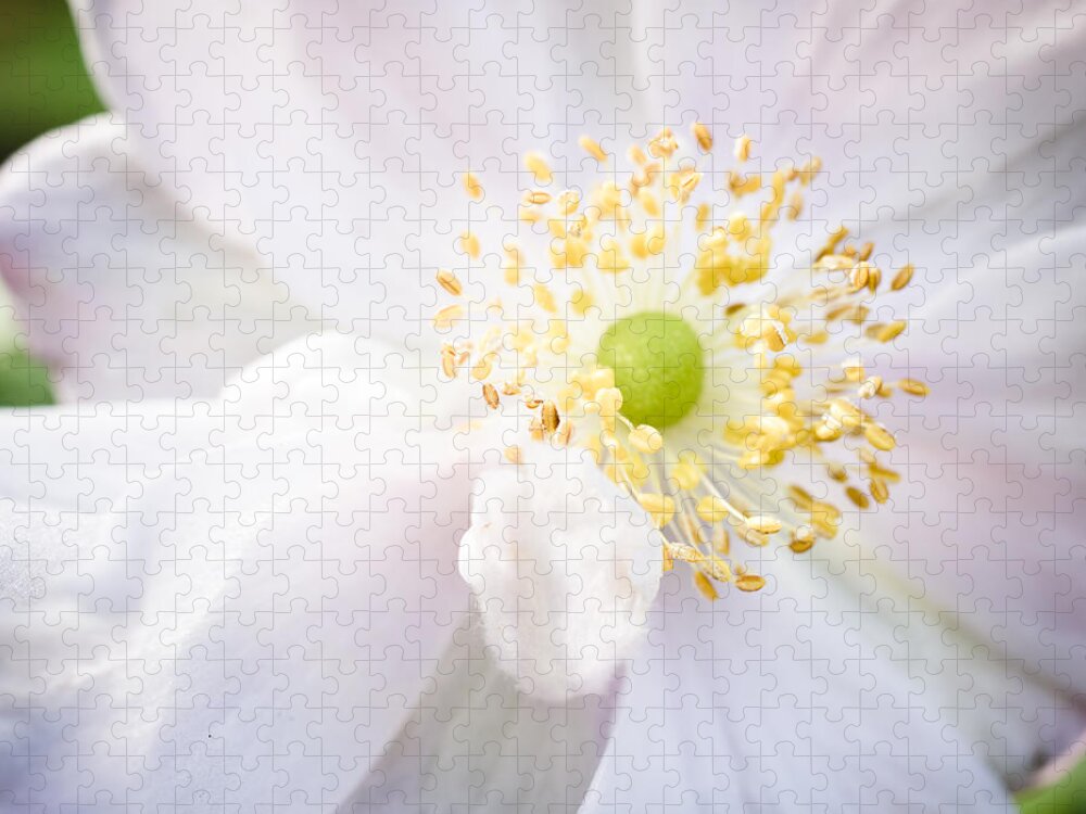 Colour Jigsaw Puzzle featuring the photograph Dreamy Anemone by Priya Ghose