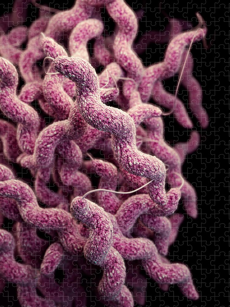 Drug Resistant Jigsaw Puzzle featuring the photograph Drug-resistant Campylobacter by Science Source