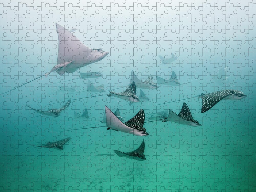 Underwater Jigsaw Puzzle featuring the photograph Eagle Rays by Colors And Shapes Of Underwater World