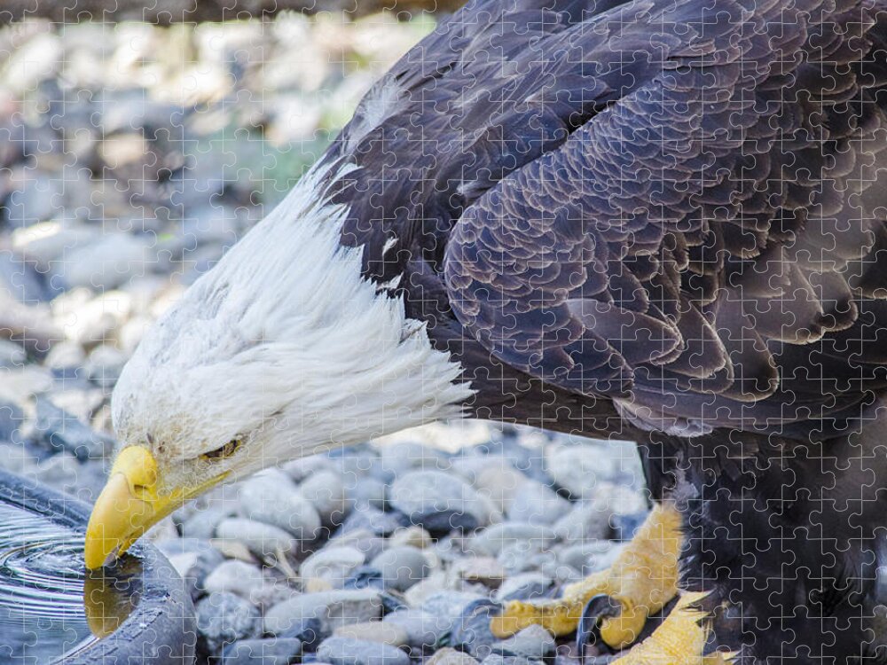 Eagle Jigsaw Puzzle featuring the photograph Eagle by Spencer Hughes