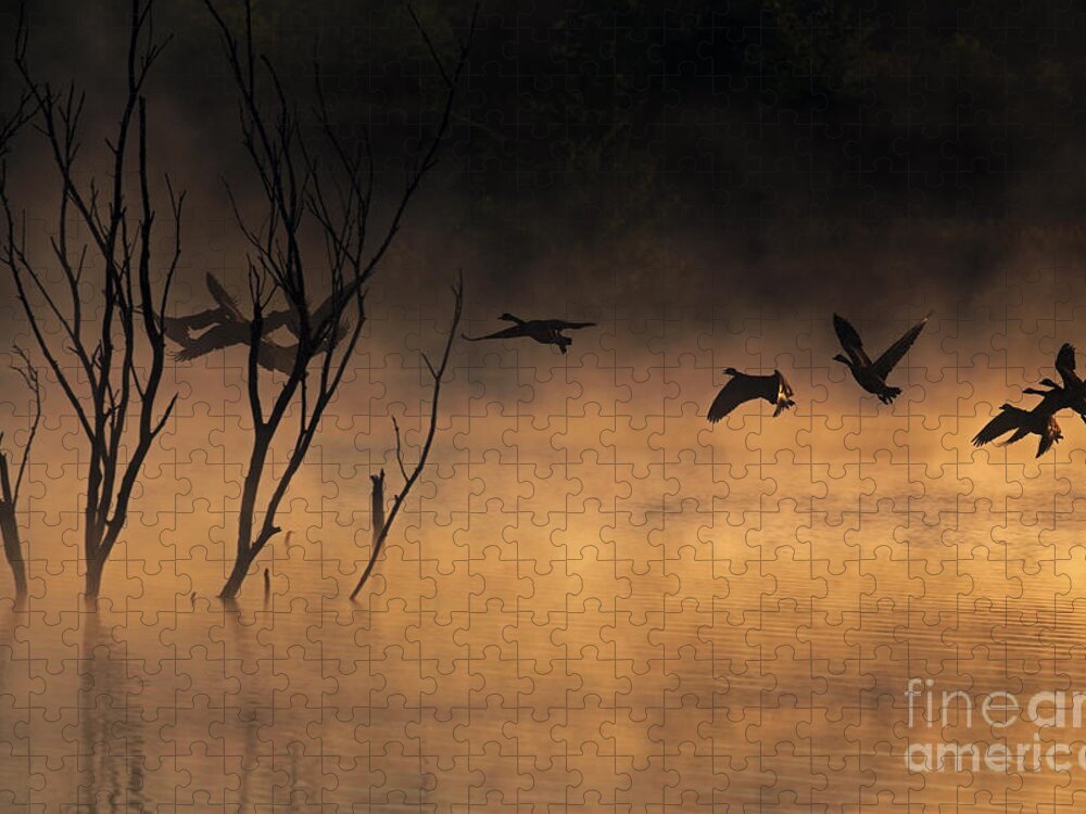 Lake Jigsaw Puzzle featuring the photograph Early Morning Flight by Elizabeth Winter