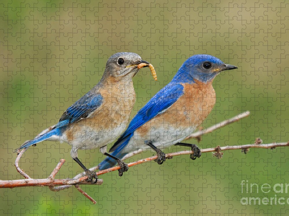 Sialia Sialis Jigsaw Puzzle featuring the photograph Eastern Bluebird Pair by Linda Freshwaters Arndt