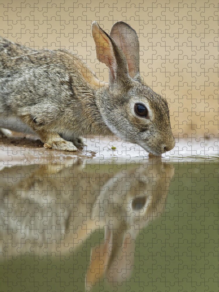 Flpa Jigsaw Puzzle featuring the photograph Eastern Cottontail Drinking South Texas by Bill Coster