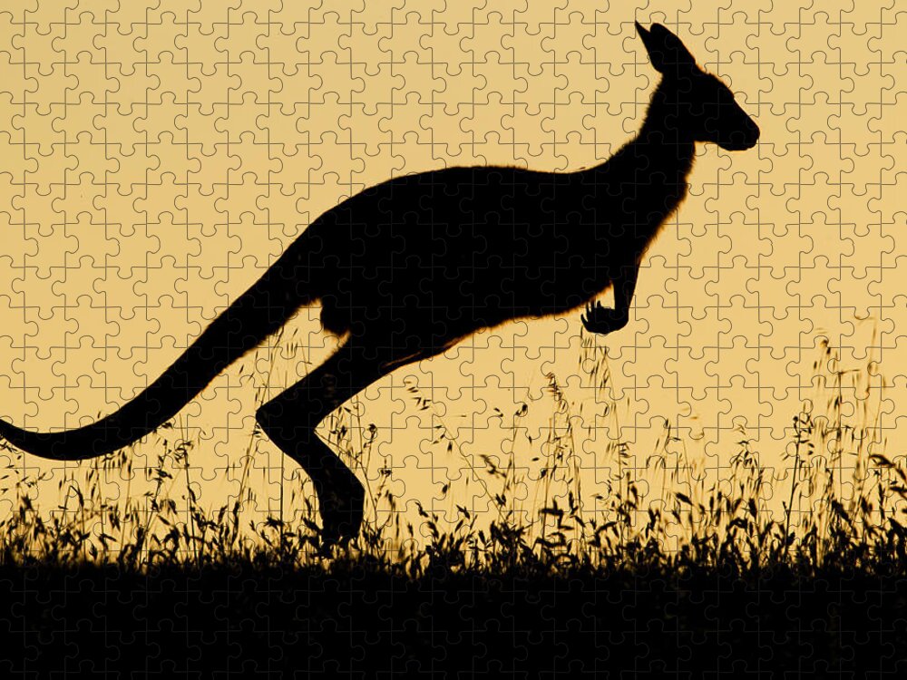 Sebastian Kennerknecht Jigsaw Puzzle featuring the photograph Eastern Grey Kangaroo Hopping At Sunset by Sebastian Kennerknecht