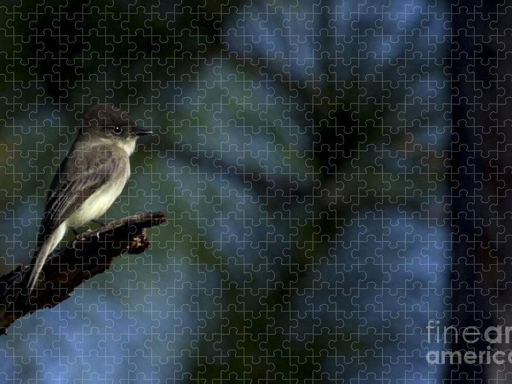 Prairie Pines Jigsaw Puzzle featuring the photograph Eastern Phoebe by Meg Rousher