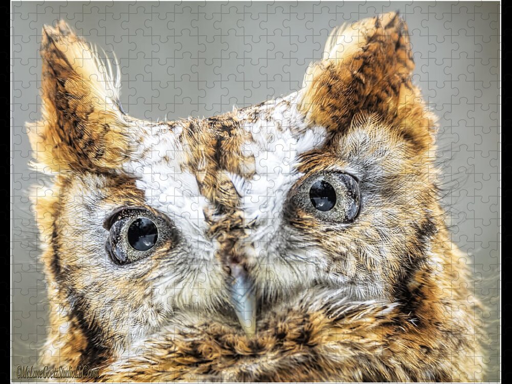 Eastern Screech Owl Jigsaw Puzzle featuring the photograph Eastern Screech Owl by LeeAnn McLaneGoetz McLaneGoetzStudioLLCcom
