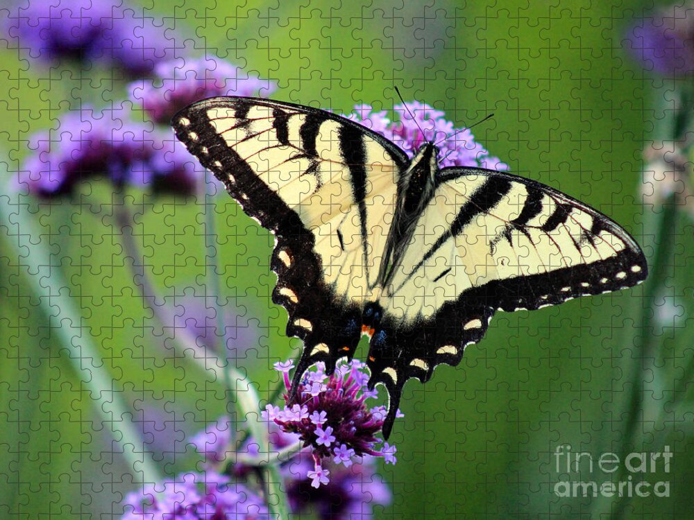 Eastern Tiger Swallowtail Butterfly Jigsaw Puzzle featuring the photograph Eastern Tiger Swallowtail Butterfly 2014 by Karen Adams