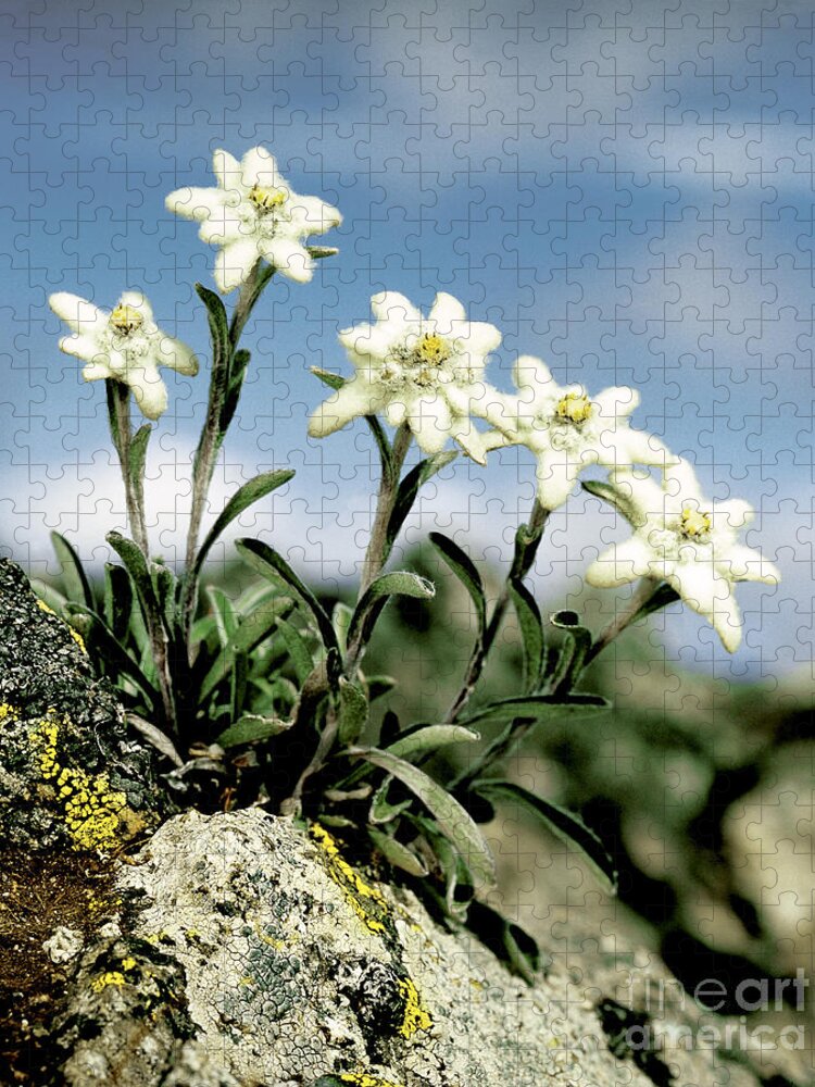 Plant Jigsaw Puzzle featuring the photograph Edelweiss by Hermann Eisenbeiss