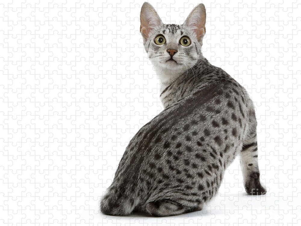 Cat Jigsaw Puzzle featuring the photograph Egyptian Mau Cat by Jean-Michel Labat
