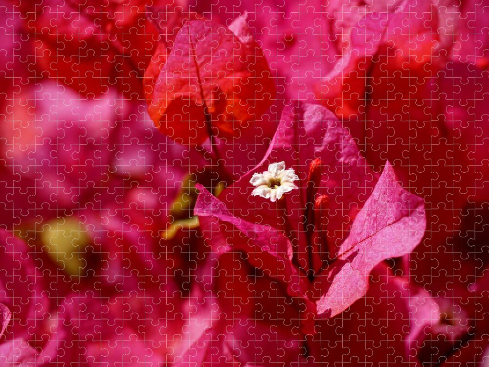 Bougainvillea Jigsaw Puzzle featuring the photograph Electric Pink Bougainvillea by Rona Black