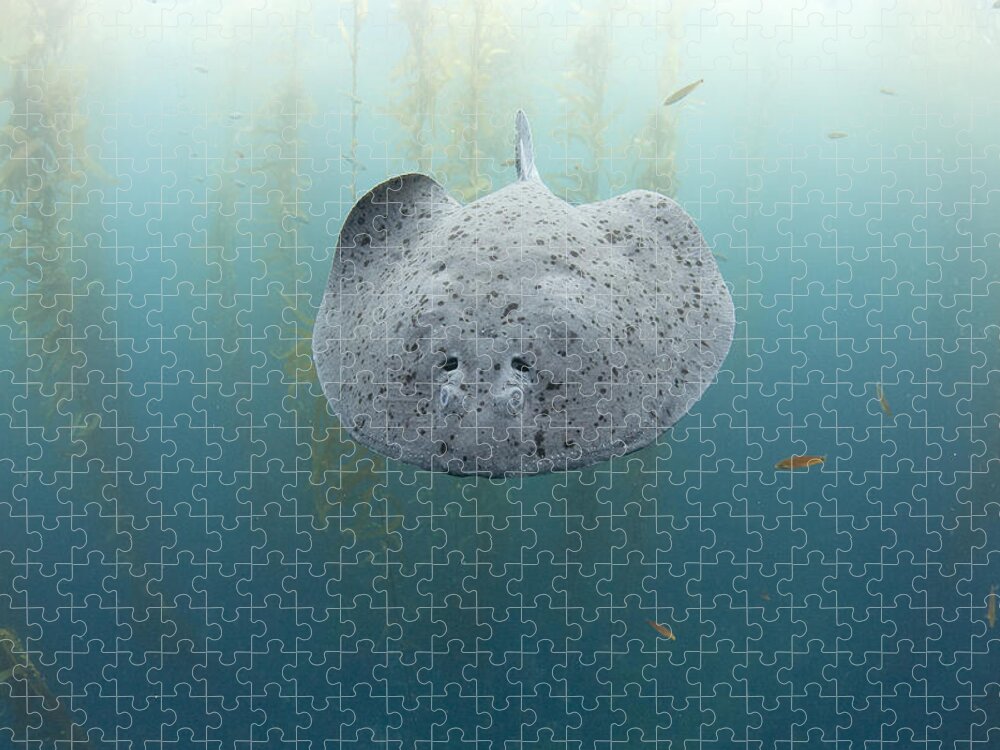 Feb0514 Puzzle featuring the photograph Electric Ray Cortes Bank California by Richard Herrmann