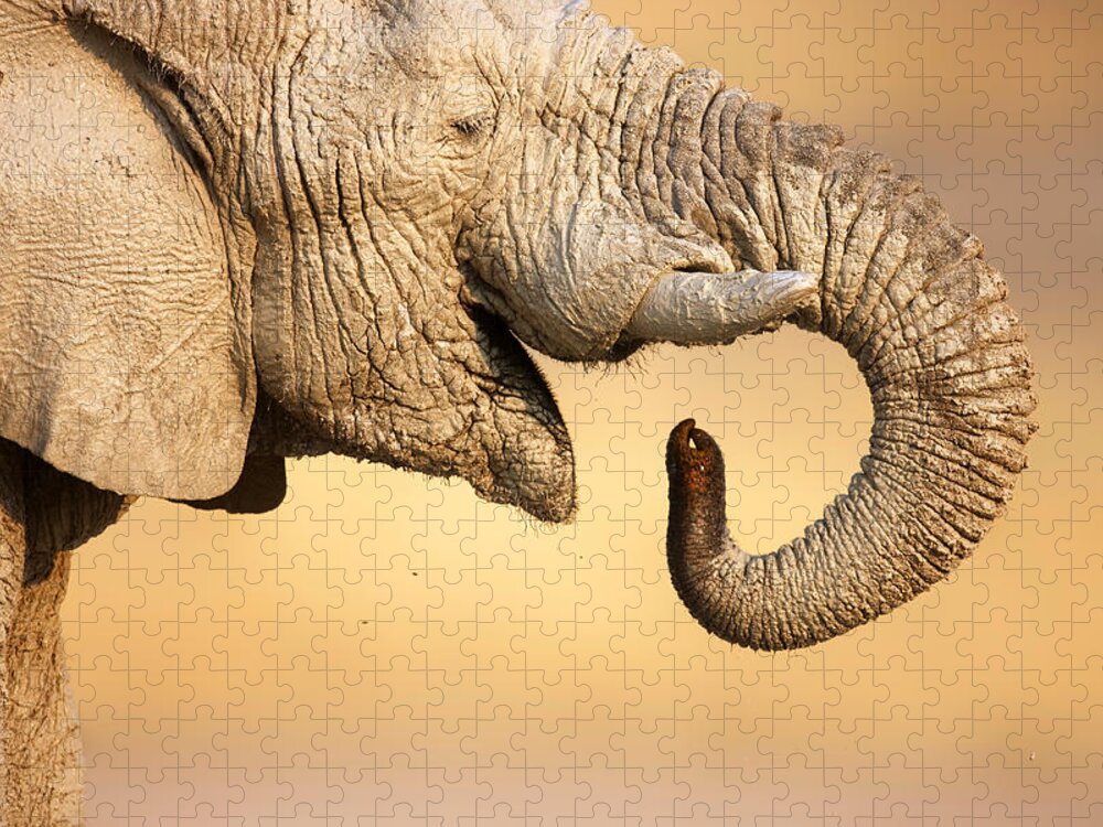 Elephant; Drink; Water; Close-up; Trunk; Profile; Mud; Muddy; Portrait; Wild; Animal; Wildlife; Mammal; African; Safari Animal; Loxodanta; Africana; Mouth; Curled; Full; Up; Closeup; Close; Up; One; Nobody; Side; View; Large; Head Jigsaw Puzzle featuring the photograph Elephant drinking by Johan Swanepoel