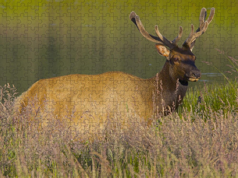 Elk Jigsaw Puzzle featuring the photograph Elk at Dusk by Todd Kreuter