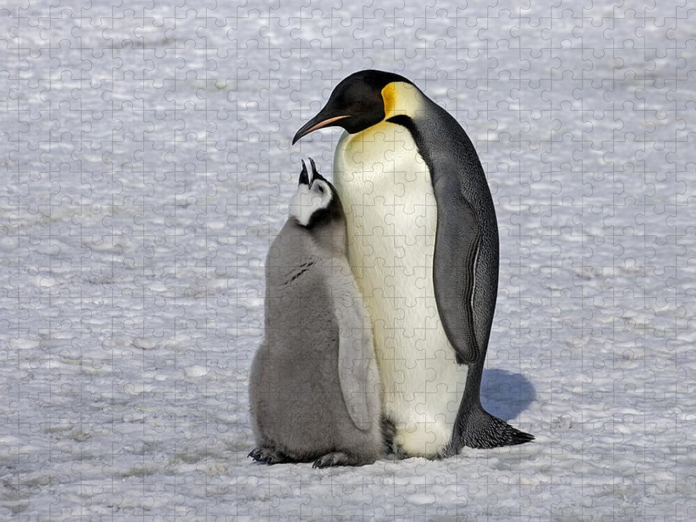 Flpa Jigsaw Puzzle featuring the photograph Emperor Penguin And Chick Snow Hill Isl by Roger Tidman