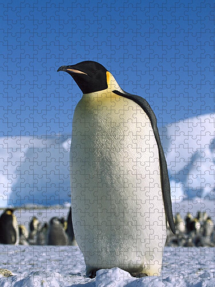 Feb0514 Jigsaw Puzzle featuring the photograph Emperor Penguin Portrait Antarctica by Konrad Wothe