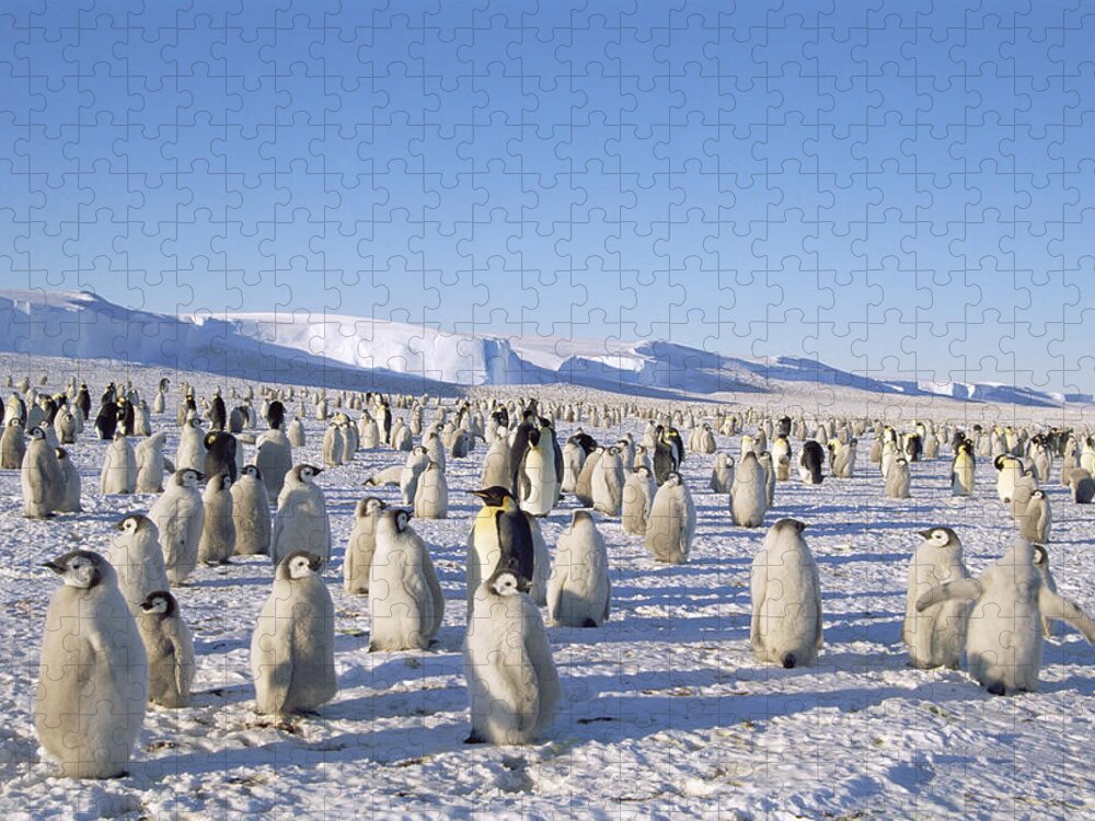 Feb0514 Jigsaw Puzzle featuring the photograph Emperor Penguin Rookery Weddell Sea by Tui De Roy