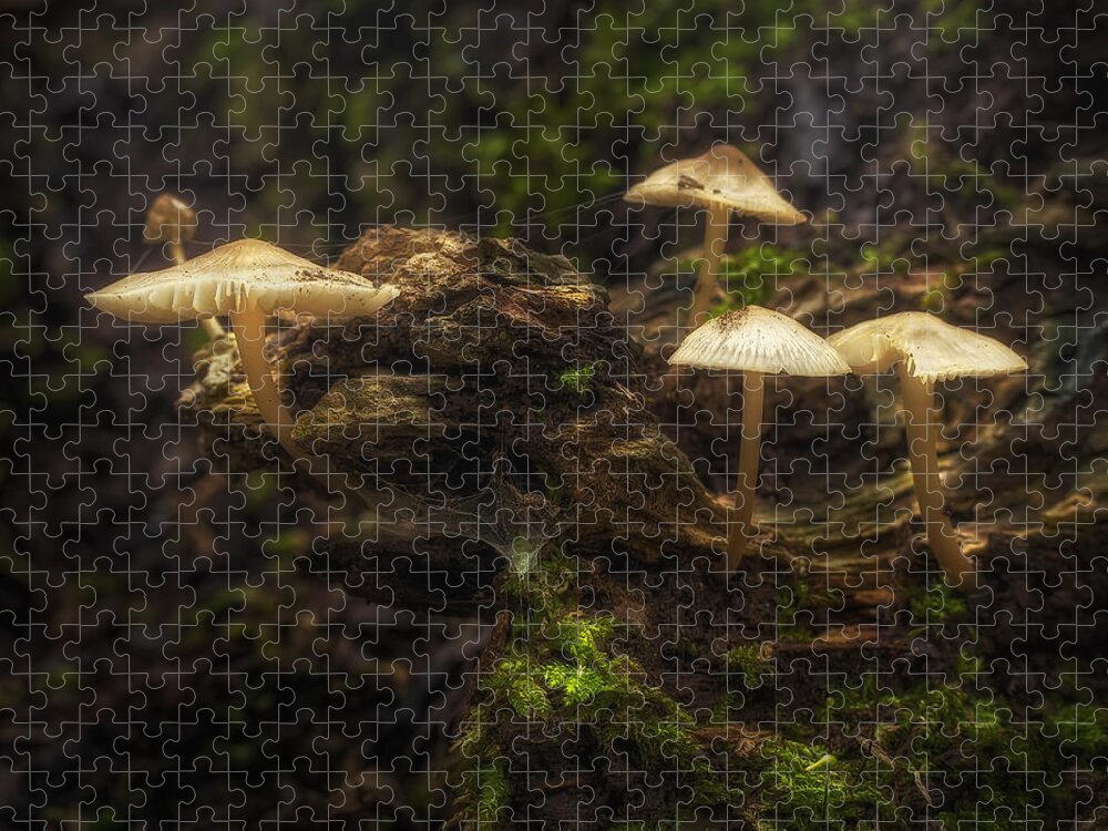 Mushrooms Jigsaw Puzzle featuring the photograph Enchanted Forest by Scott Norris