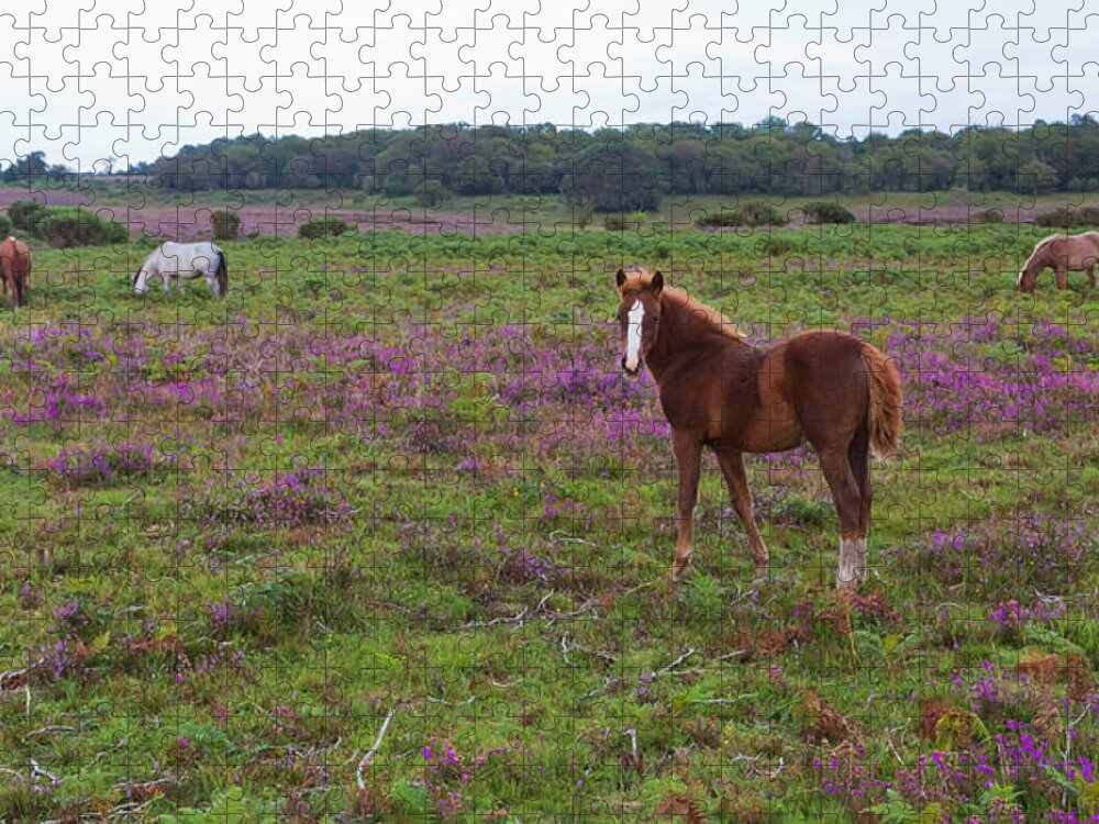 Horse Jigsaw Puzzle featuring the photograph England, Hampshire, New Forest Pony by Westend61