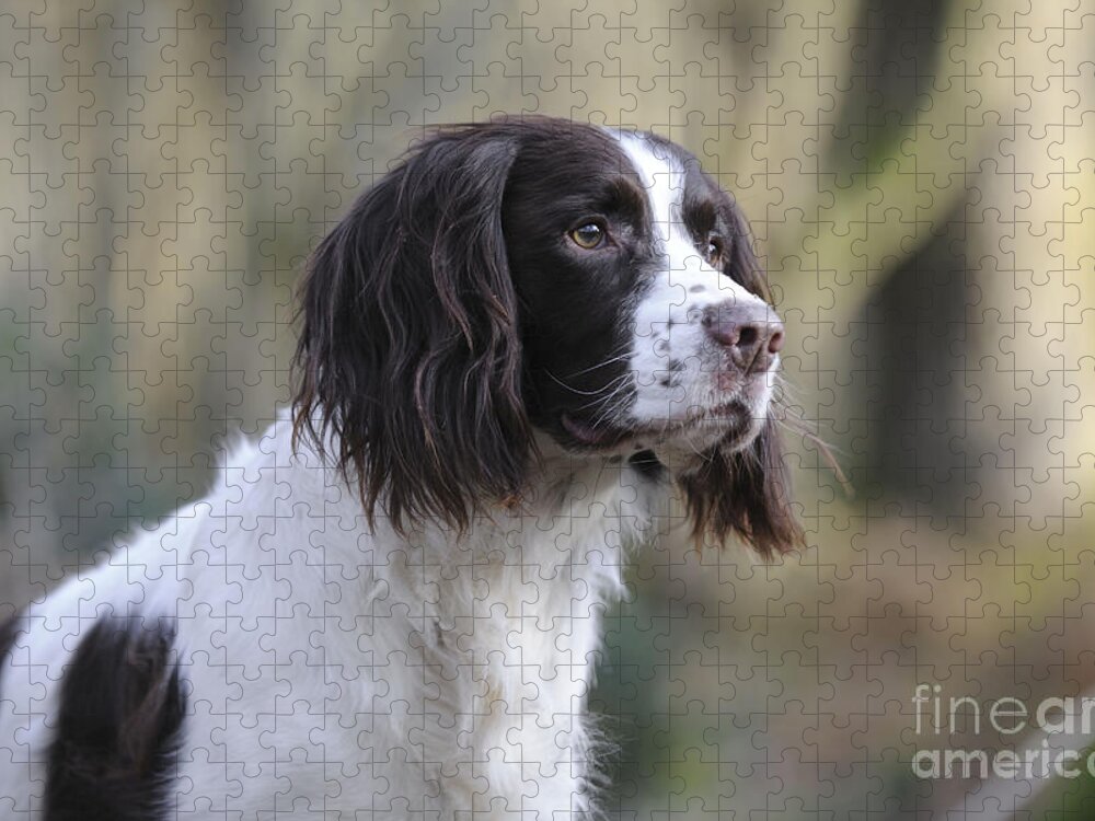 Dog Jigsaw Puzzle featuring the photograph English Springer Spaniel by John Daniels