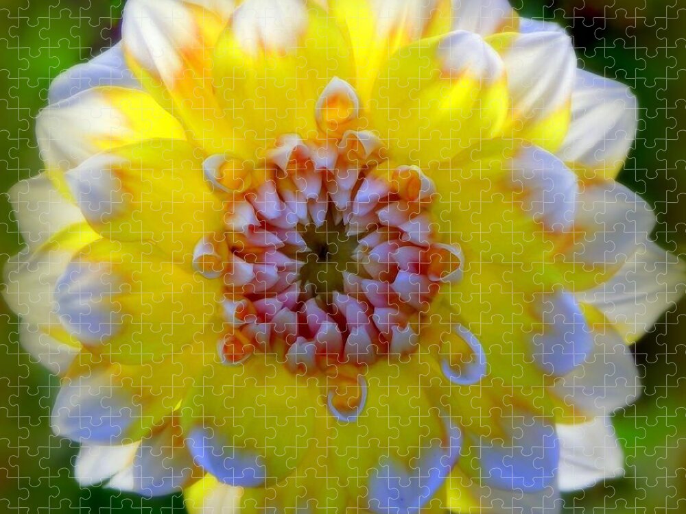 Dahlias Jigsaw Puzzle featuring the photograph ESSENCE of SPRING by Karen Wiles