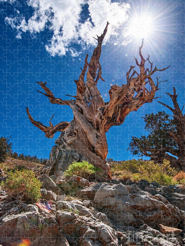 Ancient Bristlecone Pine Forest Jigsaw Puzzle featuring the photograph Eternity - Dramatic view of the Ancient Bristlecone Pine Tree with Sun Burst. by Jamie Pham