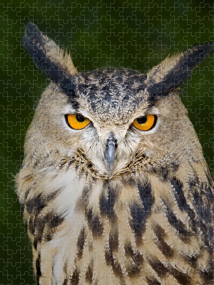 Eurasian Eagle Owl Jigsaw Puzzle featuring the photograph Eurasian Eagle Owl by Susan Candelario