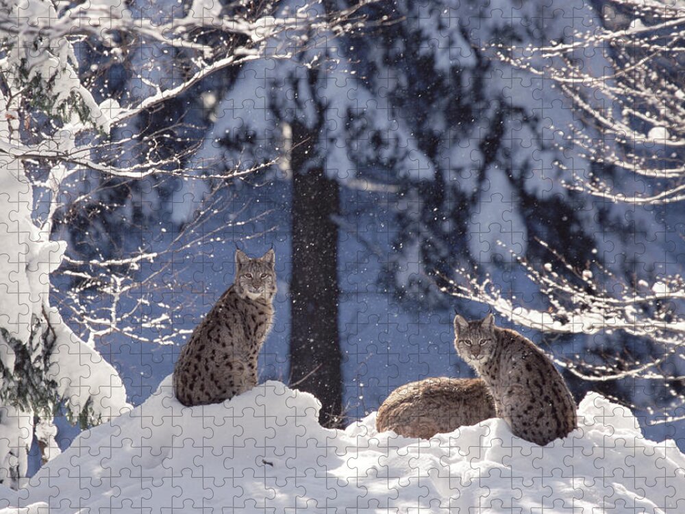 Mp Jigsaw Puzzle featuring the photograph Eurasian Lynx Trio Resting by Konrad Wothe