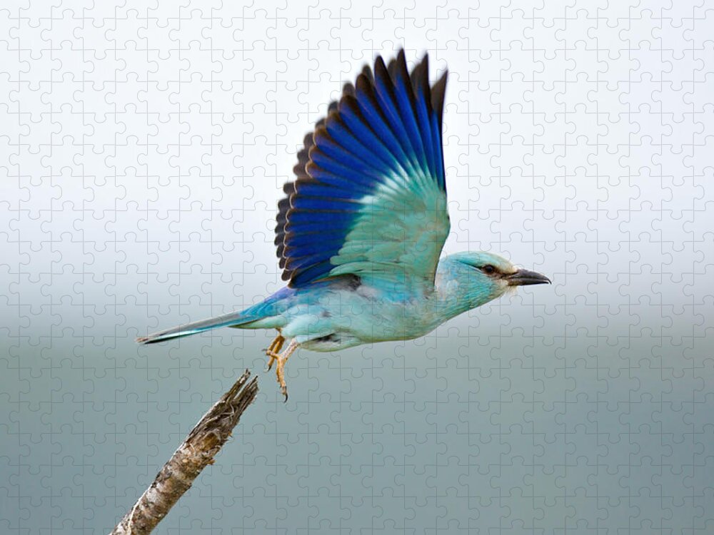 Action Jigsaw Puzzle featuring the photograph Eurasian Roller by Johan Swanepoel
