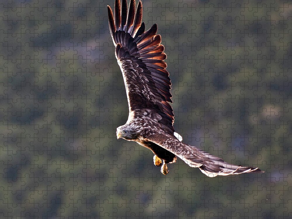 White_tailed Eagle Jigsaw Puzzle featuring the photograph European Flying Sea Eagle 4 by Heiko Koehrer-Wagner