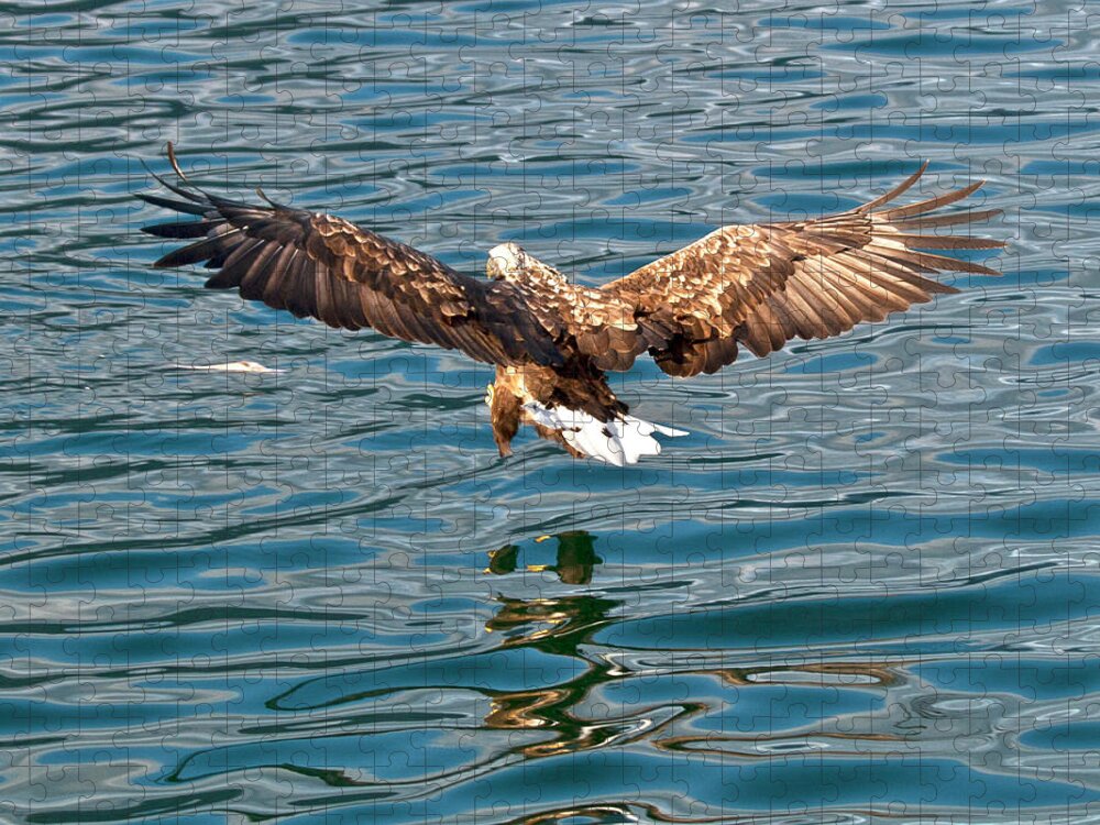 White_tailed Eagle Jigsaw Puzzle featuring the photograph European Flying Sea Eagle 6 by Heiko Koehrer-Wagner