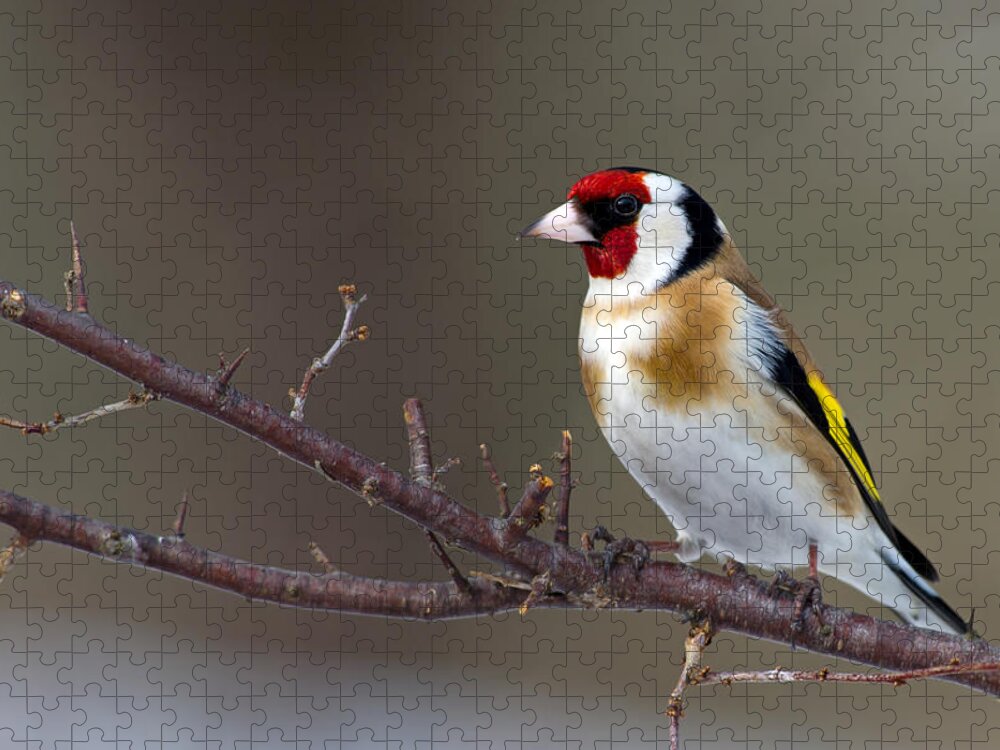 Goldfinch Jigsaw Puzzle featuring the photograph European Goldfinch by Torbjorn Swenelius