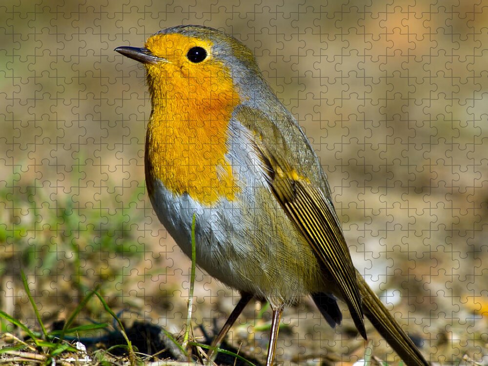 European Robin Square Jigsaw Puzzle featuring the photograph European Robin Square by Torbjorn Swenelius