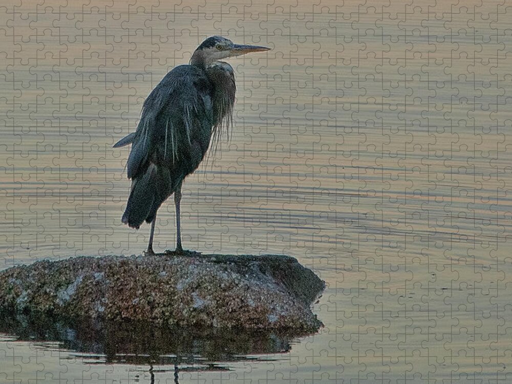 Herron Jigsaw Puzzle featuring the photograph Evening Hunt by Ron Roberts