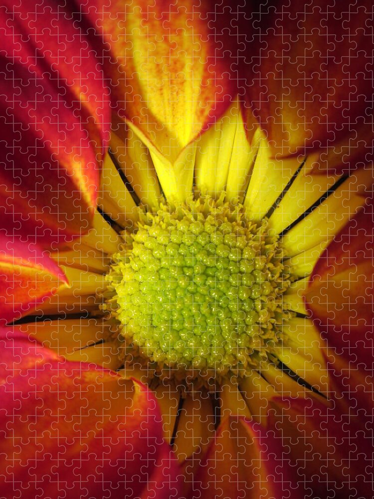 Stamens Jigsaw Puzzle featuring the photograph Eye Candy by Rosita Larsson