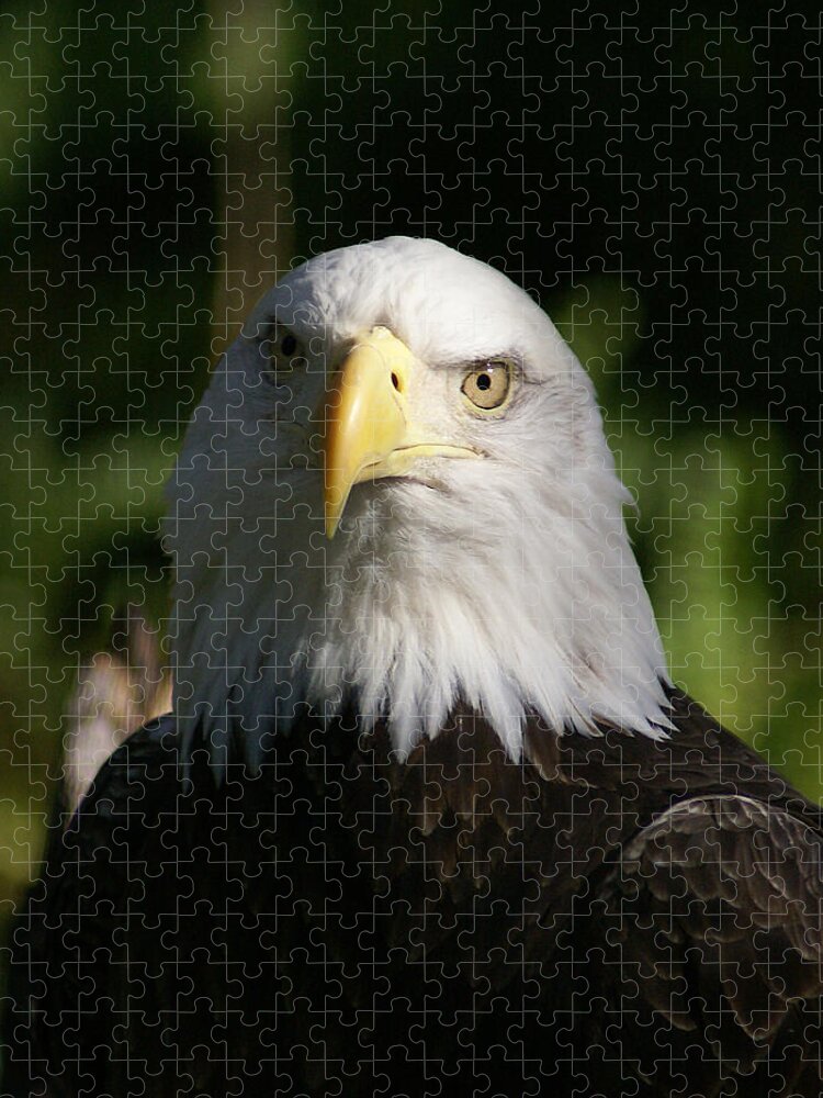 Bald Eagle Jigsaw Puzzle featuring the photograph Focused by Chauncy Holmes