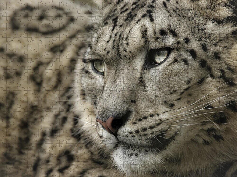 Snow Leopard Jigsaw Puzzle featuring the photograph Eyes of a Snow Leopard by Chris Boulton