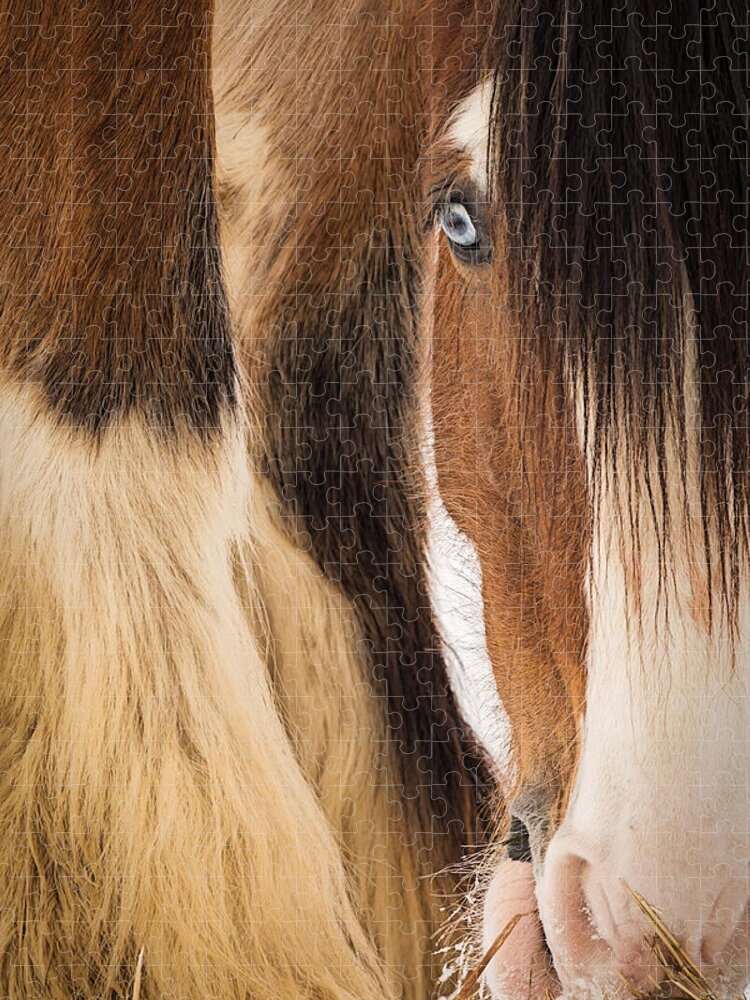 Horse Jigsaw Puzzle featuring the photograph Eyes of Blue by Everet Regal