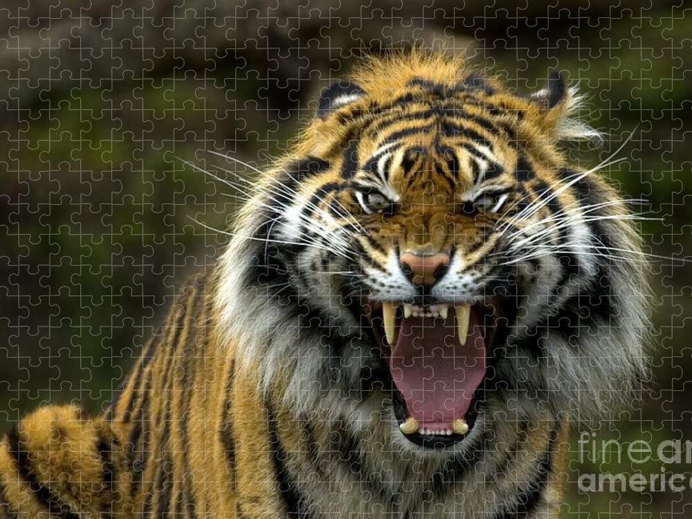 Tiger Puzzle featuring the photograph Eyes of the Tiger by Michael Dawson
