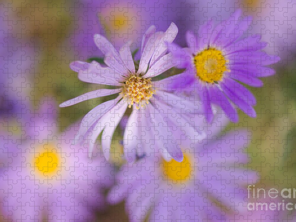 Flower Jigsaw Puzzle featuring the photograph Fading Away by Tamara Becker