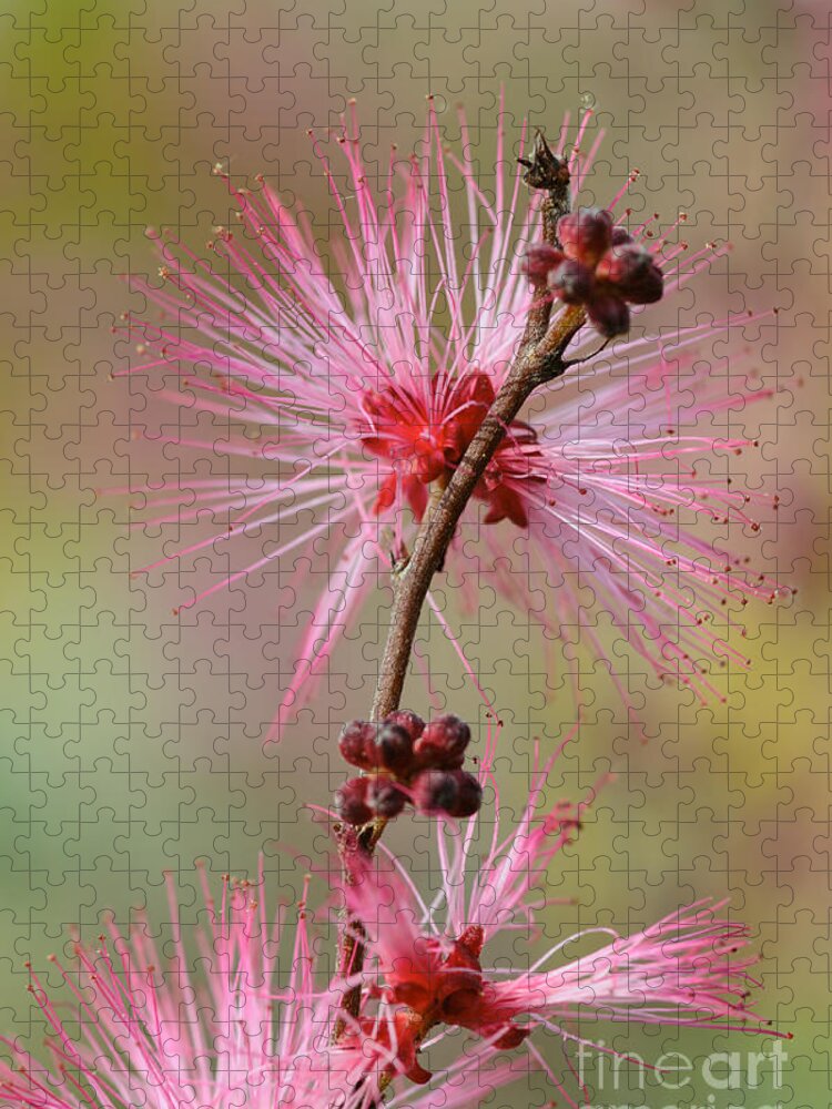 Fairy Duster Jigsaw Puzzle featuring the photograph Fairy Duster by Tamara Becker