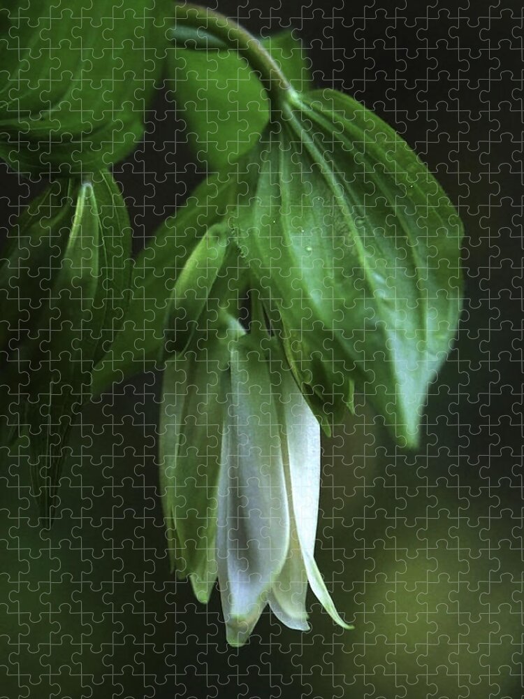 Fairybell Jigsaw Puzzle featuring the photograph Fairybells of the Forest by Betty Depee